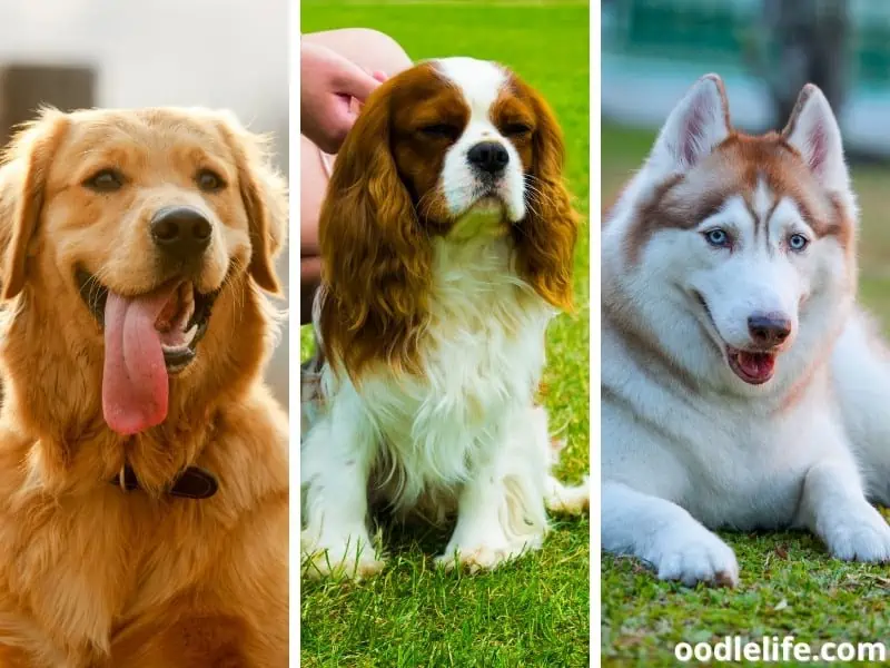 pure breed dogs compatible to Corgis