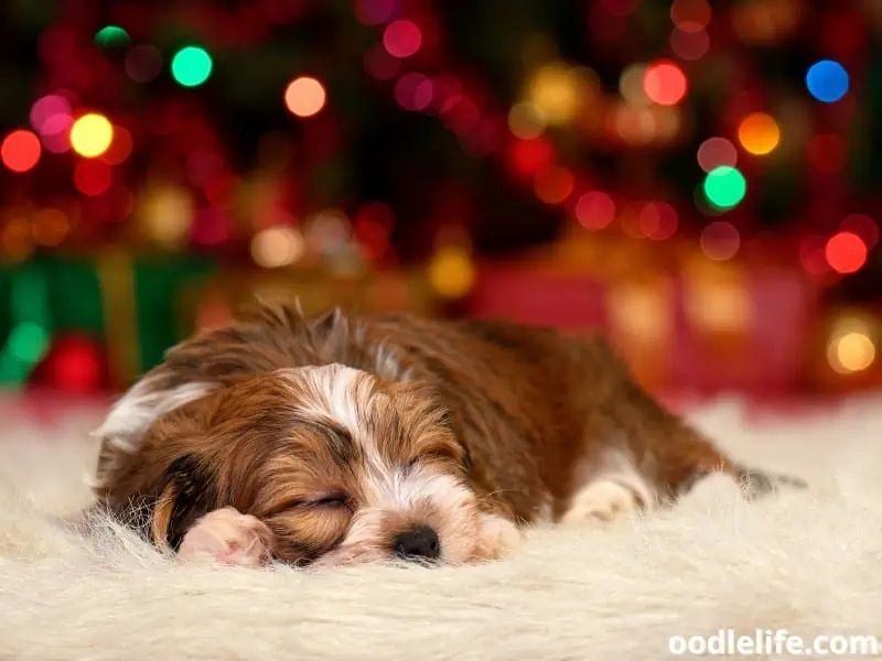 red Havanese puppy sleeping