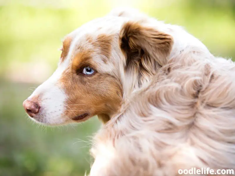 Red Merle Australian Shepherd