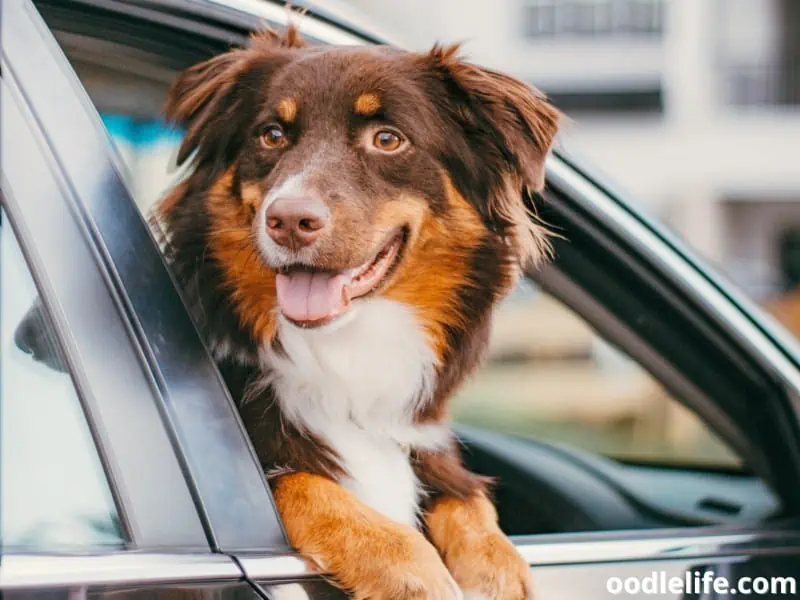 Red Tricolor Australian Shepherds