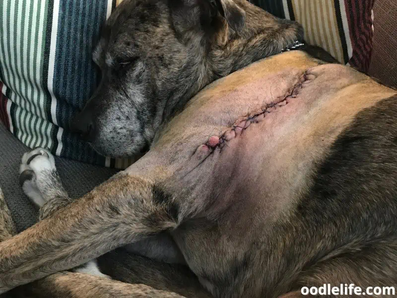 senior dog after surgery