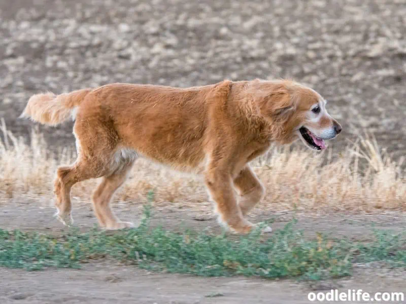 senior Golden Retriever outdoor