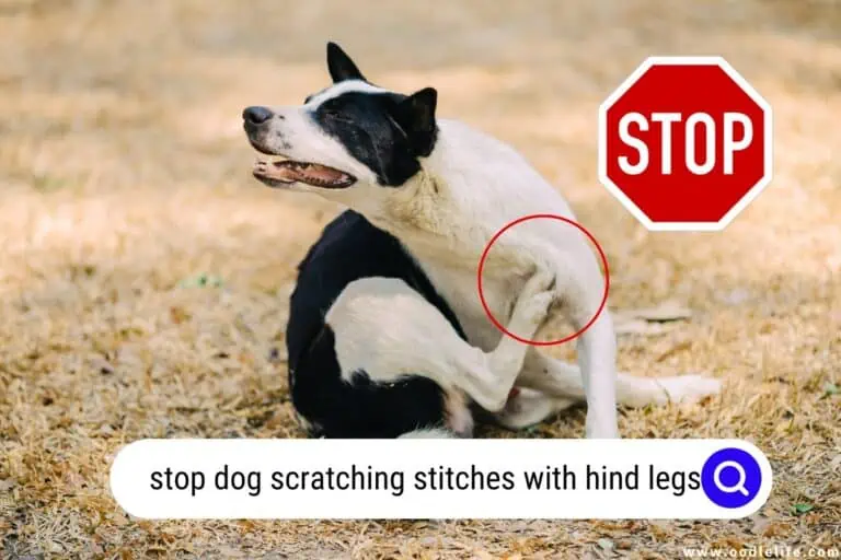 Stop Dog Scratching Stitches with Hind Legs (DIY)