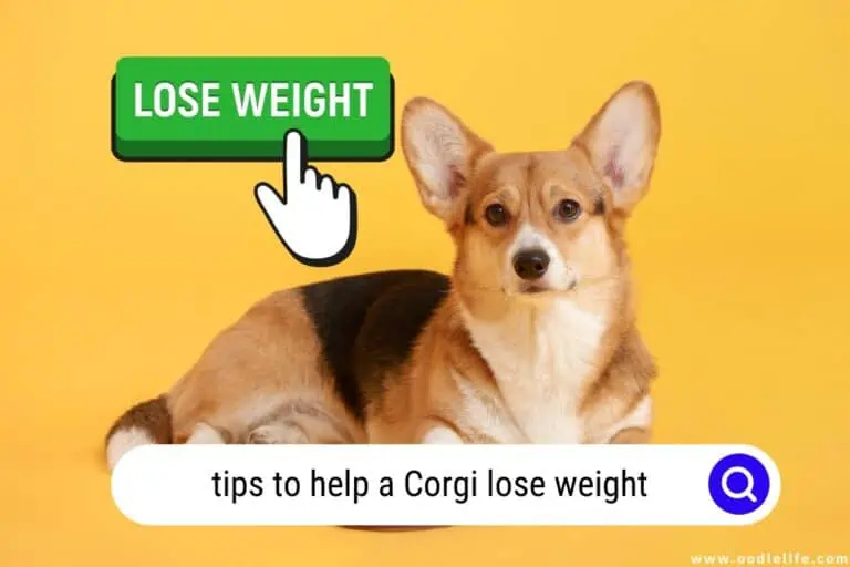 7 Must Know Ways To Help a Corgi Lose Weight