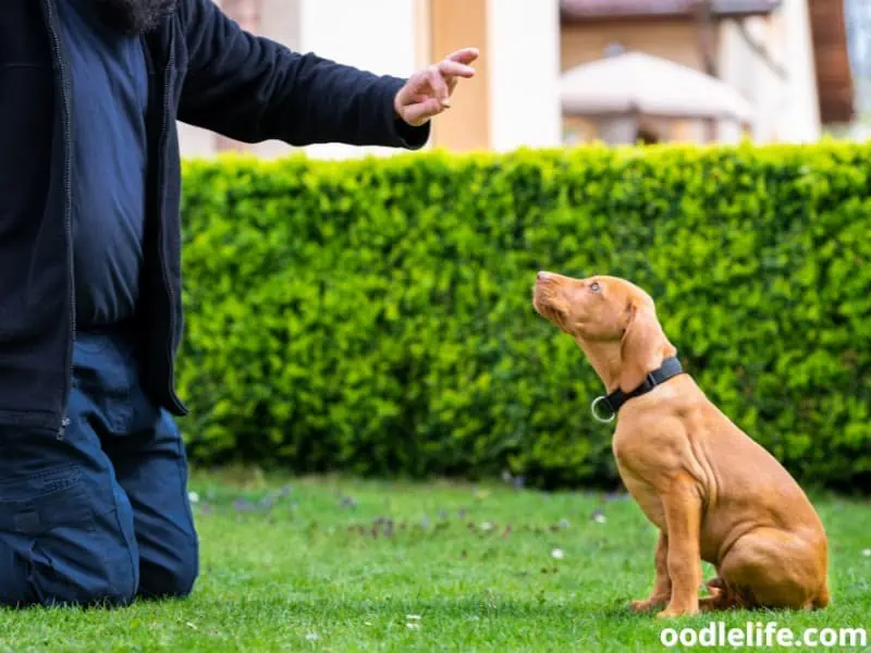 training a Vizsla puppy