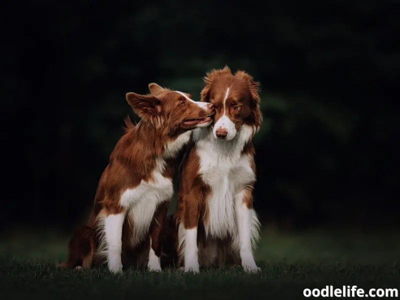 two Border Collies in heat