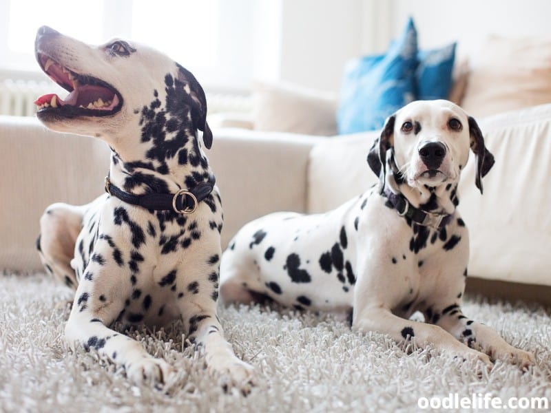two Dalmatians sit together