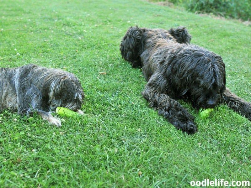 two dogs eat cucumbers