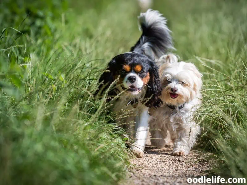 two dogs walk together