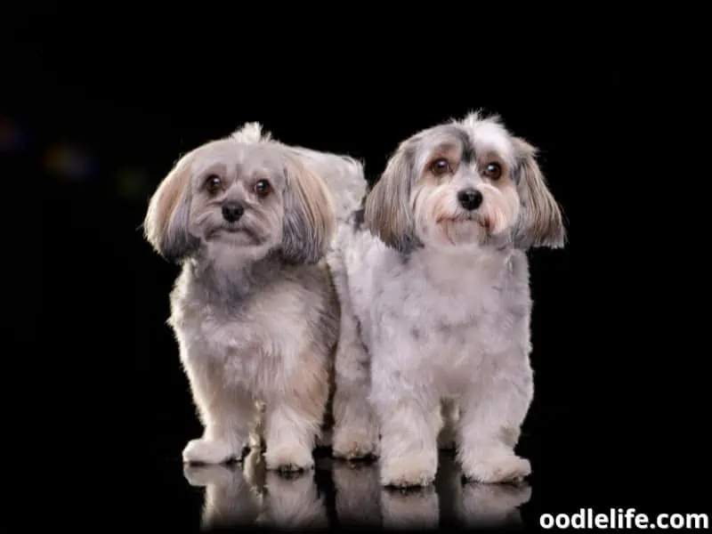 two Havanese dogs in plain background