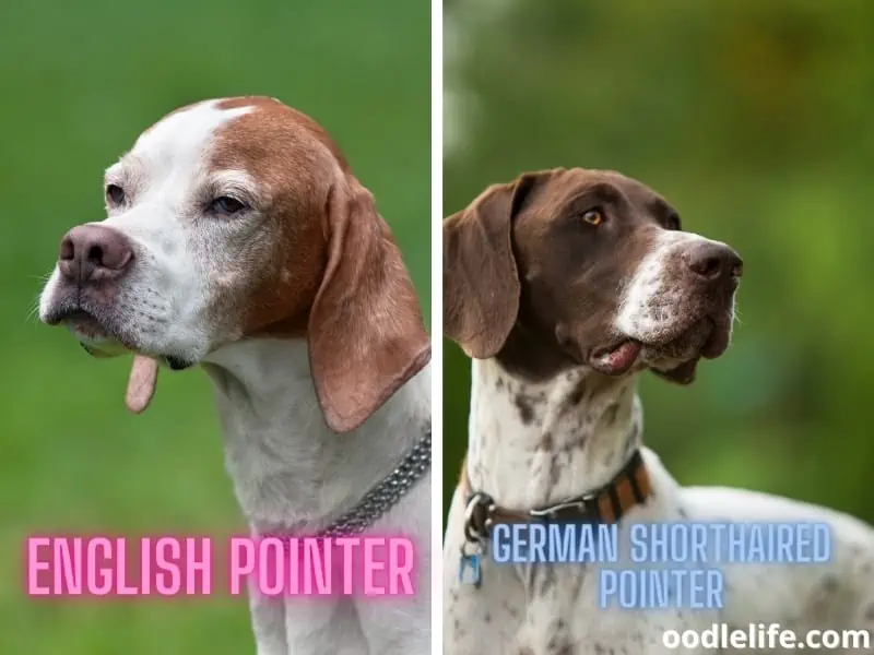 two pointer dog breeds
