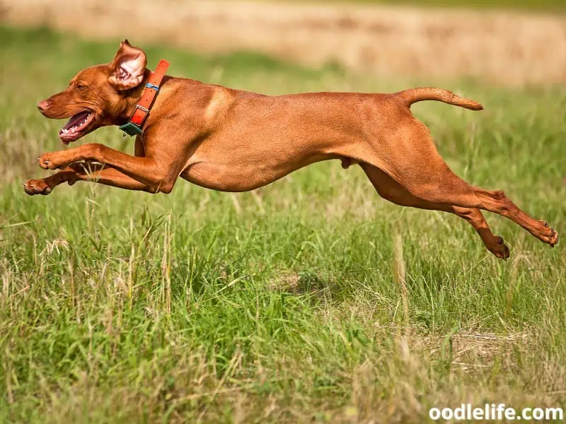 Vizsla jumps and hunts