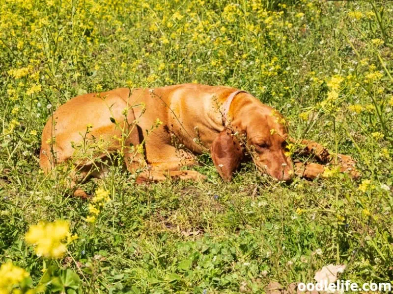 Vizsla lying on the grass with flowers
