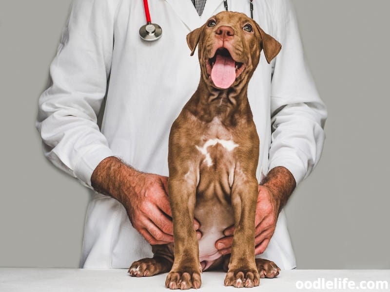 Vizsla puppy and vet