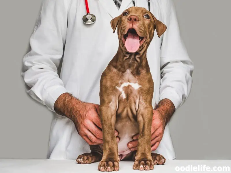 Vizsla puppy and vet