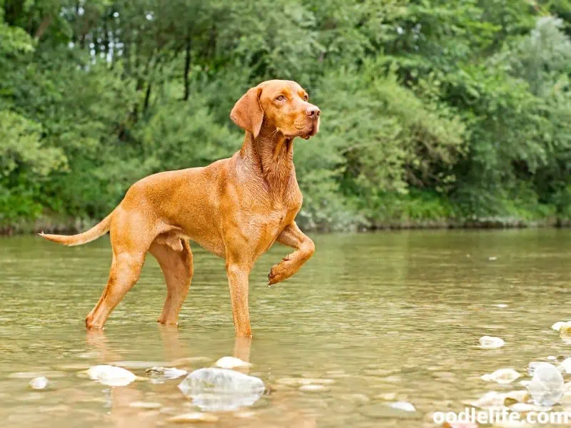 Vizsla standing on the water