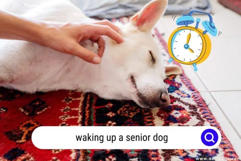 7 Comfortable Methods for Waking Up a Senior Dog