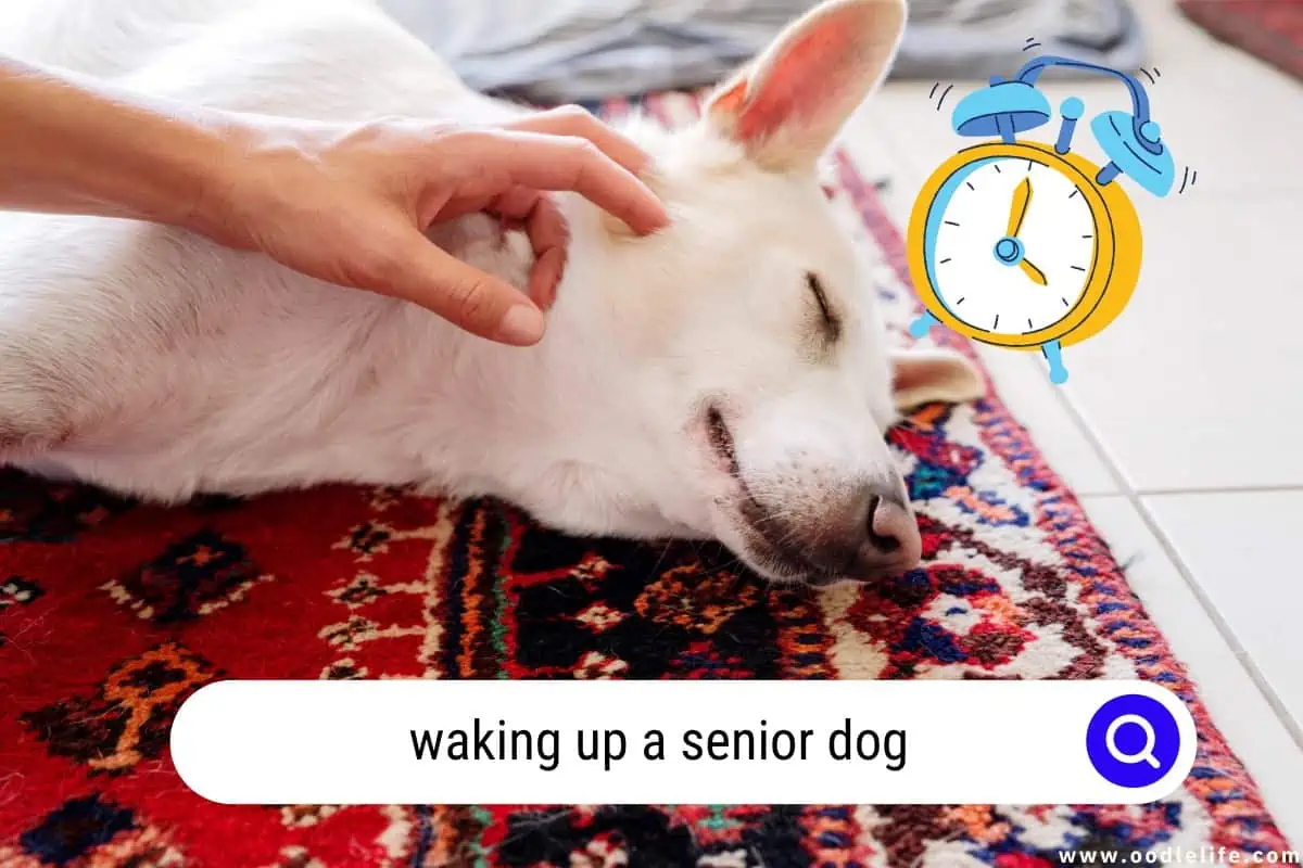 waking up a senior dog