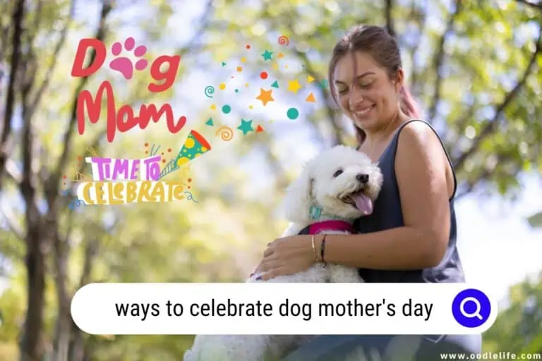 13 Ways to Celebrate Dog Mother’s Day (Heartwarming Ideas)