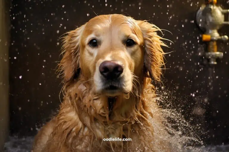 A wet Golden Retriever thinking gravely about the bath ahead