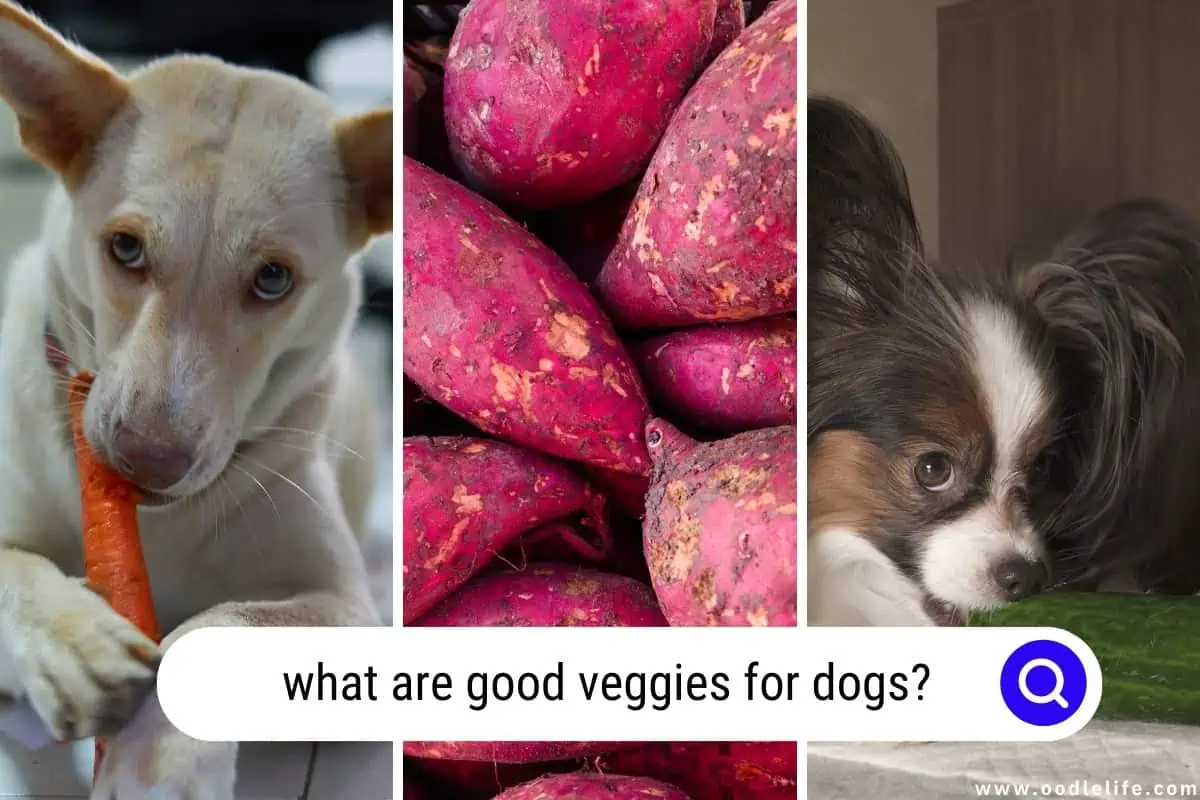 what are good veggies for dogs