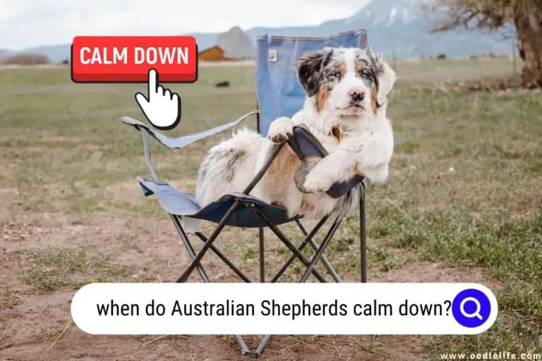 Craziness EXPLAINED – When Do Australian Shepherds Calm Down?