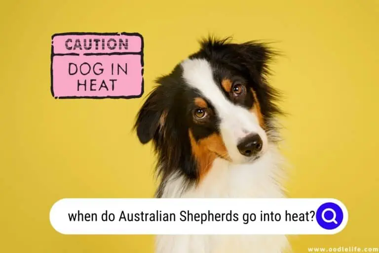 When Do Australian Shepherds Go Into Heat?