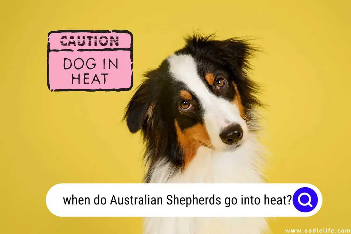 when do Australian Shepherds go into heat