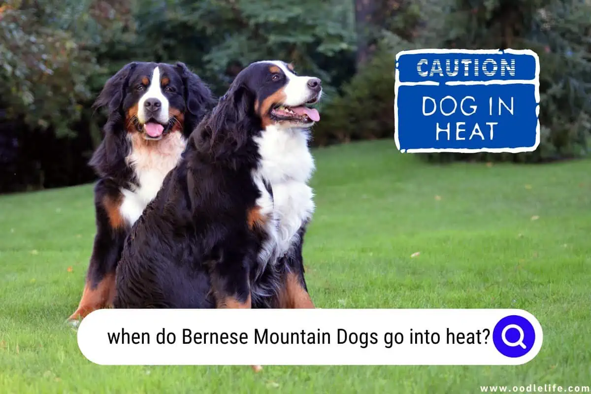 when do Bernese Mountain Dogs go into heat
