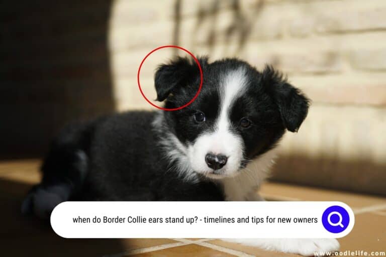 When Do Border Collie Ears Stand Up? (Timeline)