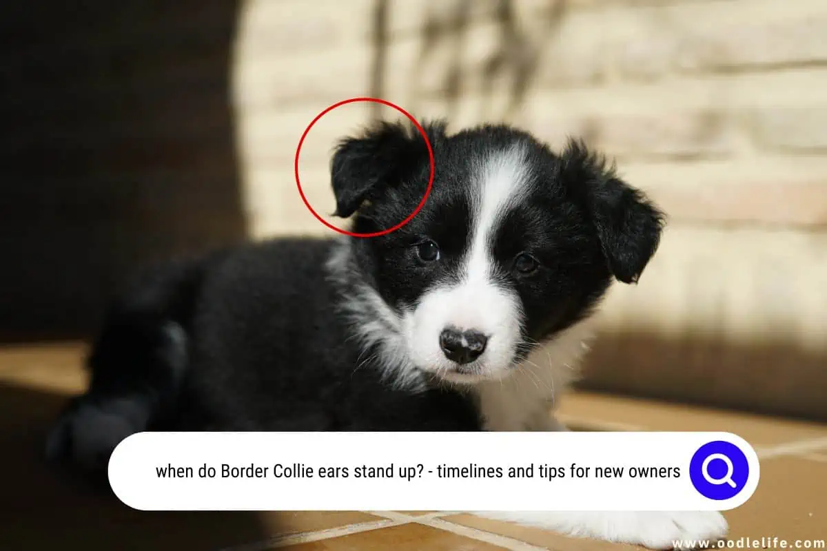 when do Border Collie ears stand up