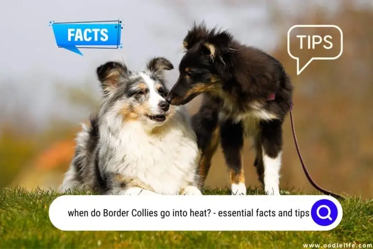 7 Vital Signs – When Do Border Collies Go Into Heat?