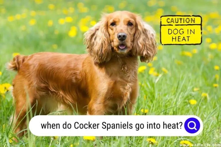 7 Reliable Signs of a Cocker Spaniel Is in Heat