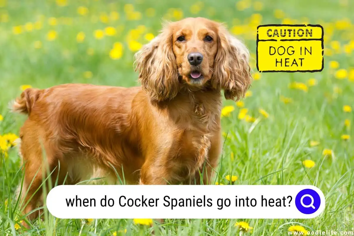 7 Reliable Signs Of A Cocker Spaniel Is In Heat Oodle Life