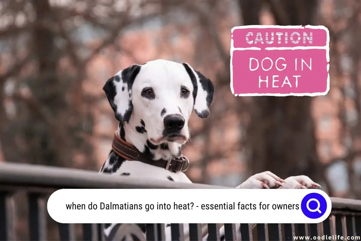 when do Dalmatians go into heat