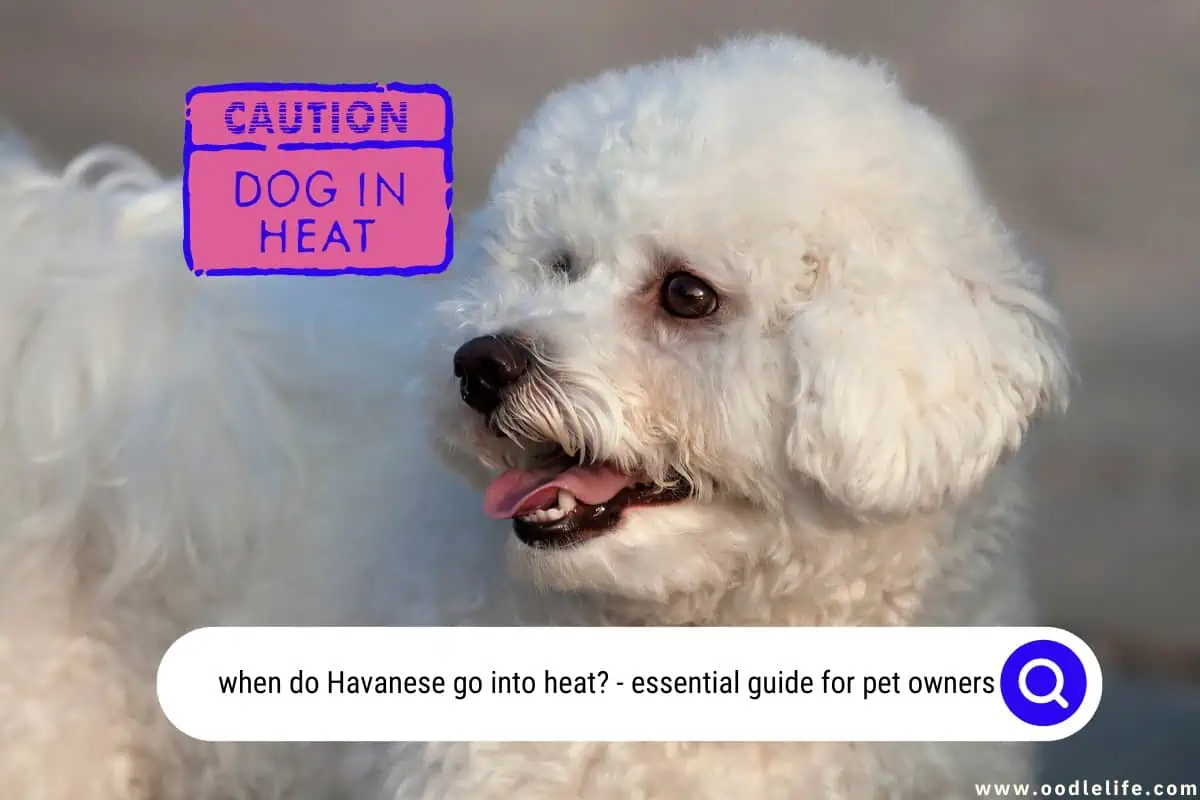 when do Havanese go into heat