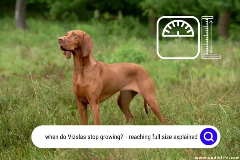 When Do Vizslas Stop Growing? (7 Full Grown Vizsla Facts)