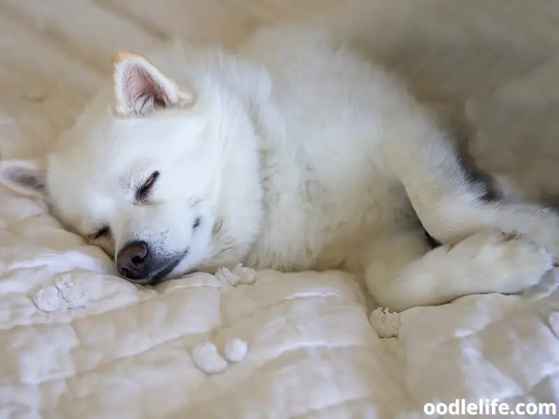 white Pomsky lie down