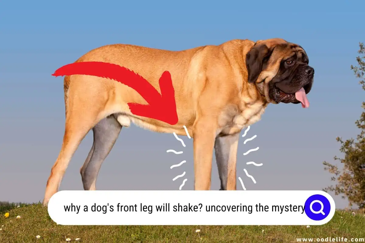 why a dog's front leg will shake