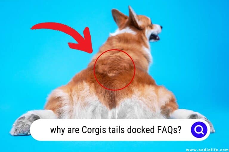The Shocking and SAD Reasons Why Corgis Tails are Docked?