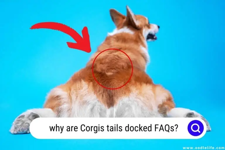 The Shocking and SAD Reasons Why Corgis Tails are Docked?