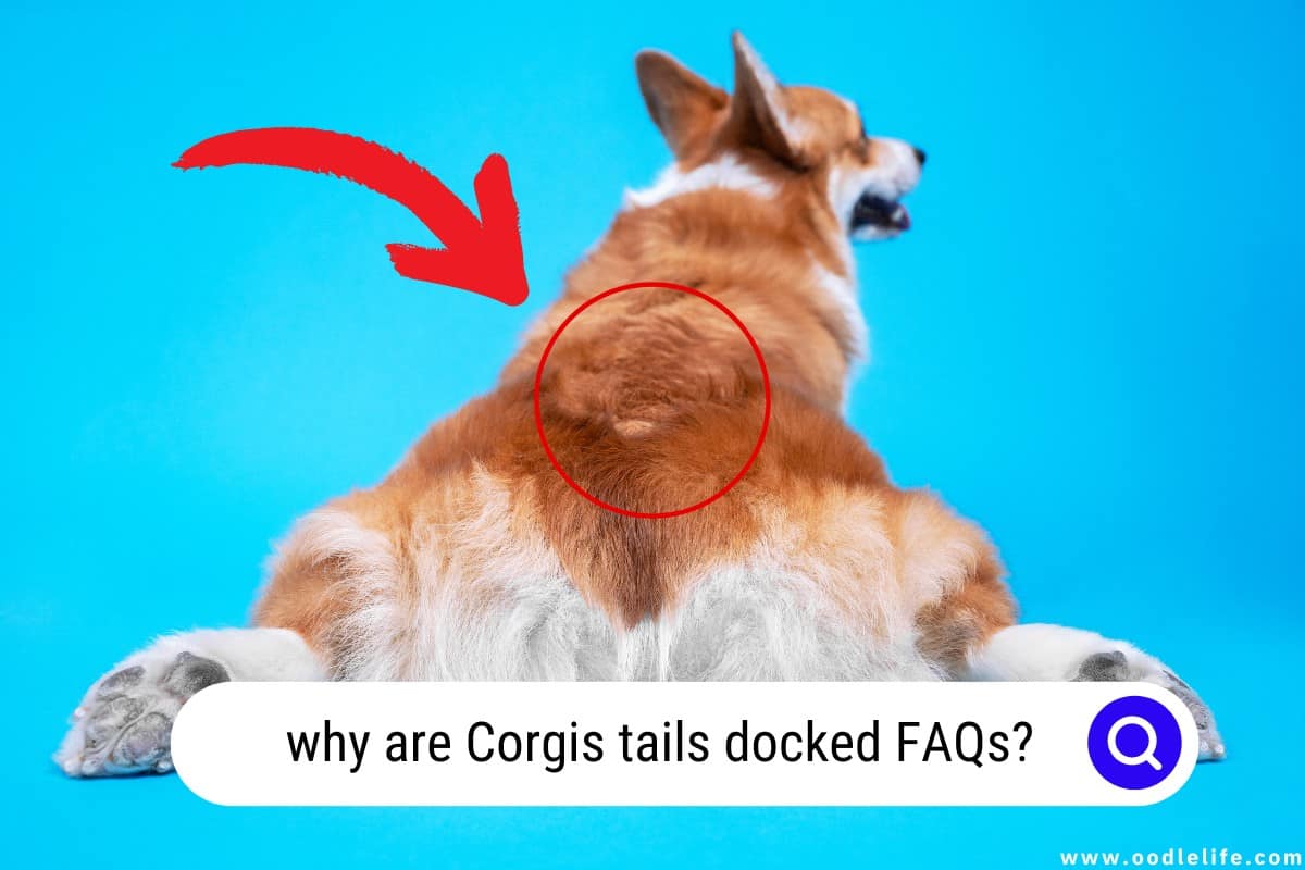 why are Corgis tails docked faqs