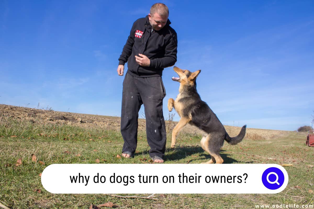 Why Do Dogs Turn On Their Owners? [Hidden Reasons] Oodle Life