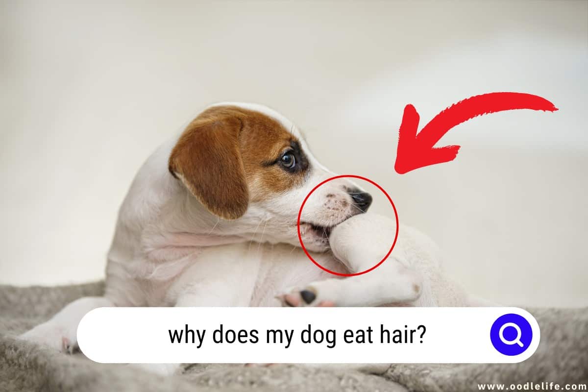 Why Does My Dog Eat Hair? Unraveling The Mystery Behind This Behavior