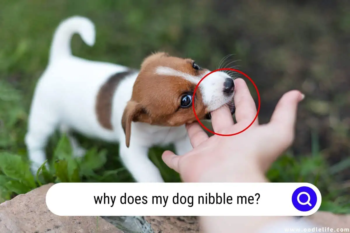 why does my dog nibble me