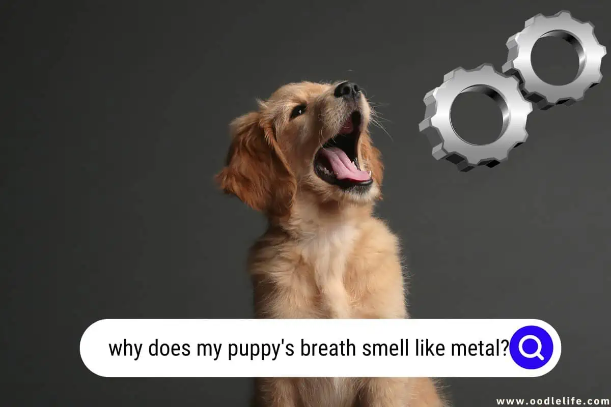 why does my puppy's breath smell like metal