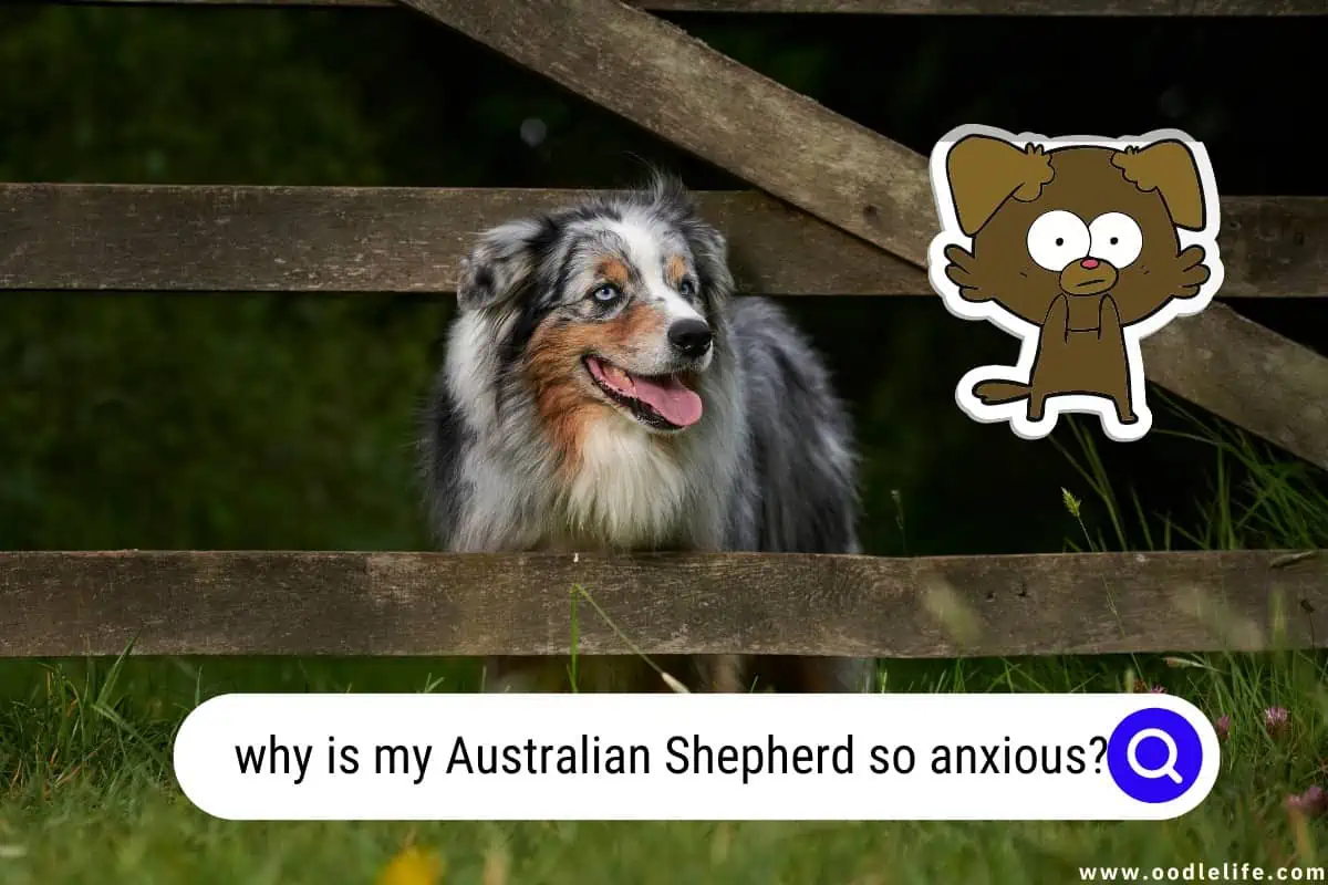 why is my Australian Shepherd so anxious