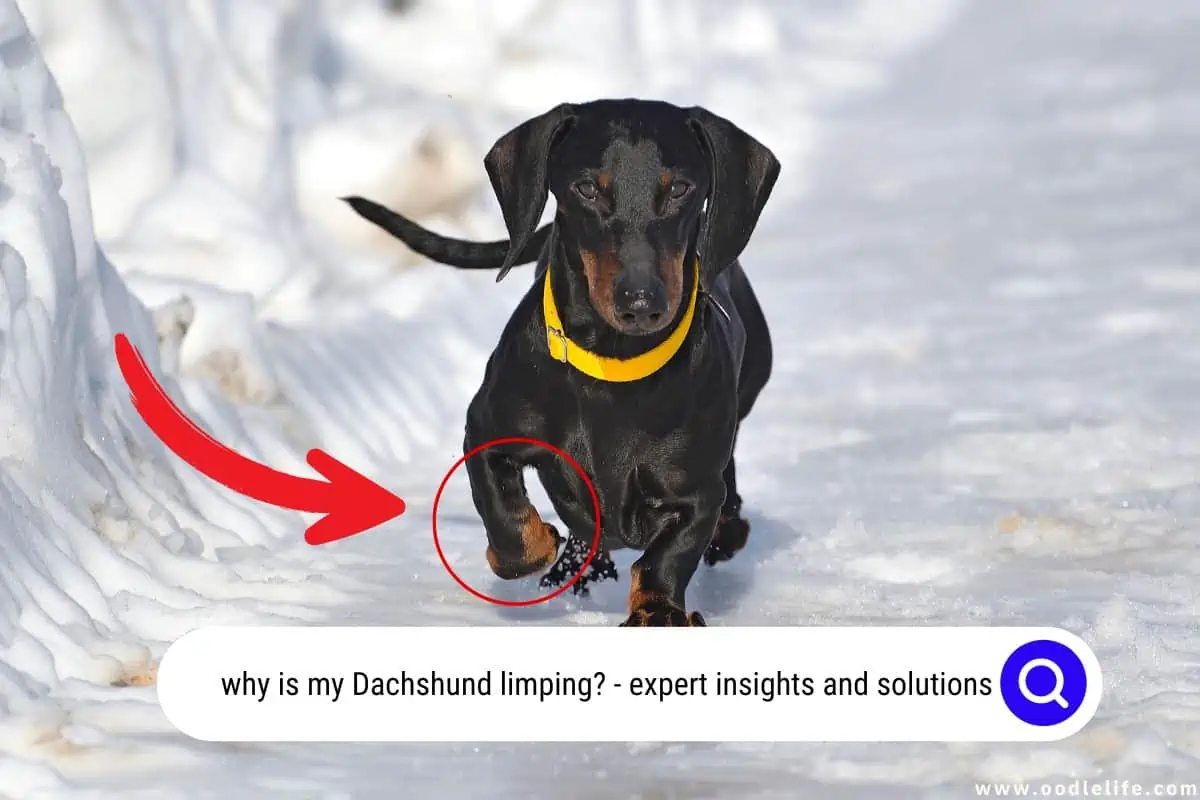 why is my Dachshund limping