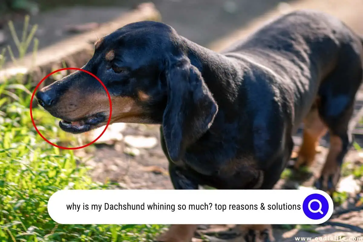 why is my Dachshund whining so much