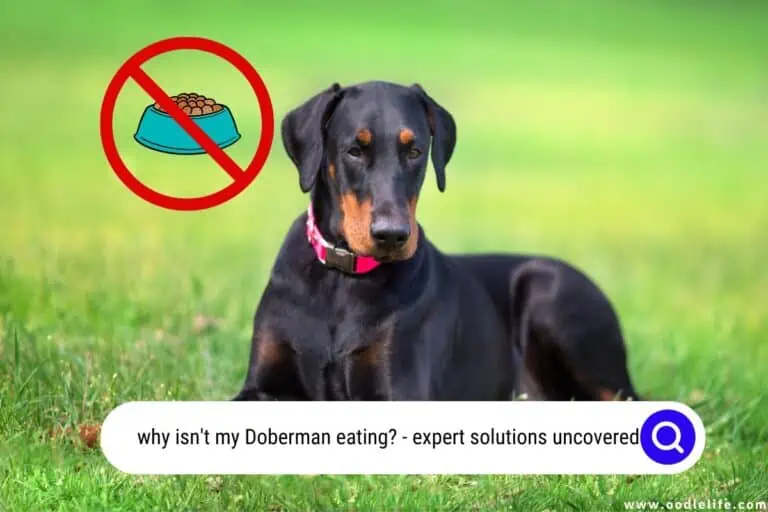 7 Shocking Reasons a Doberman is NOT Eating